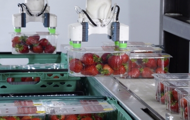 Brillopak’s P160 loads soft fruit punnets into crates individually at speeds of 100 packs p/m Brillopak’s P160 loads soft fruit punnets into crates individually at speeds of 100 packs p/m