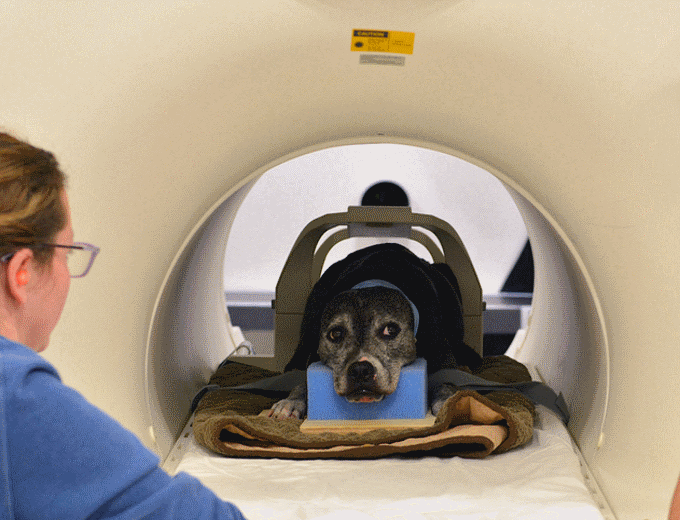 Daisy takes her place in the fMRI scanner. (Credit: Emory)