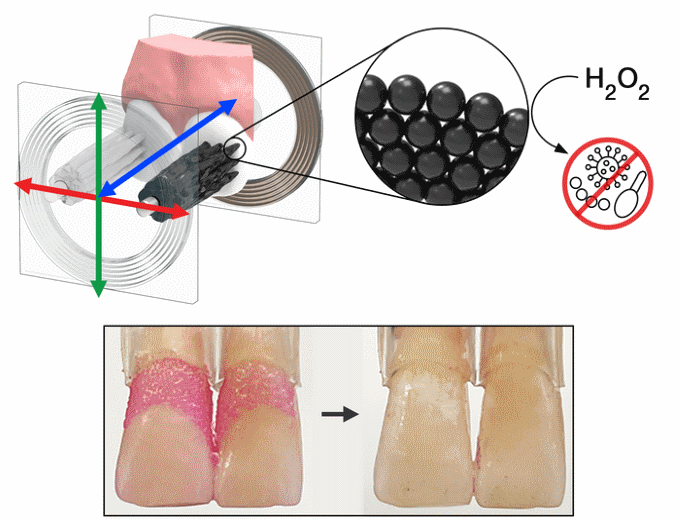 Image: Minjun Oh/Penn Dental Medicine Image: Minjun Oh/Penn Dental Medicine